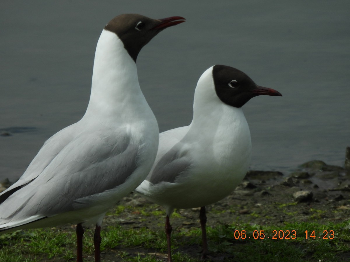 Black-headed Gull - ML619298583
