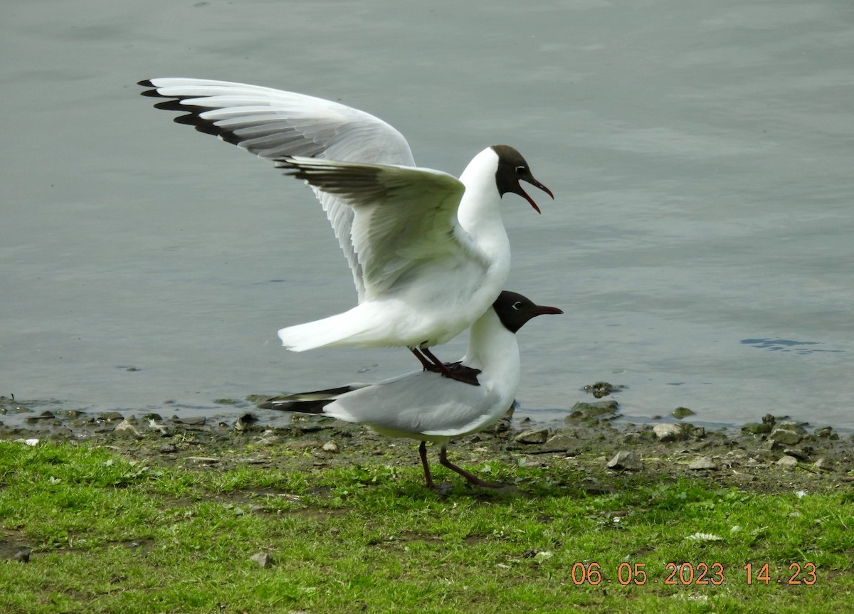 Black-headed Gull - ML619298584