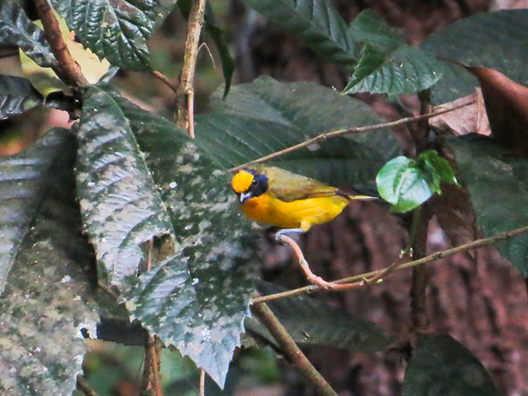 Thick-billed Euphonia - Robin Quiroz