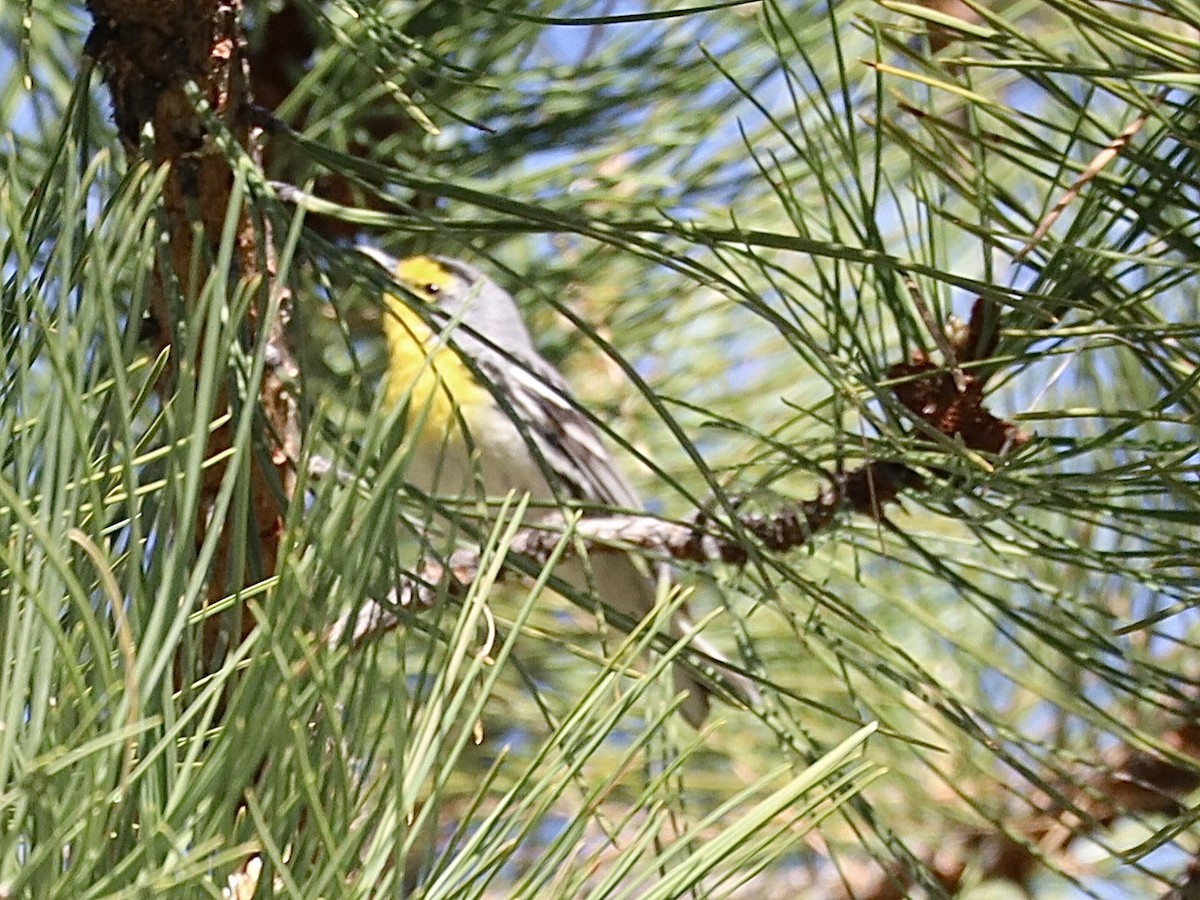 Grace's Warbler - Mohini Rawool-Sullivan