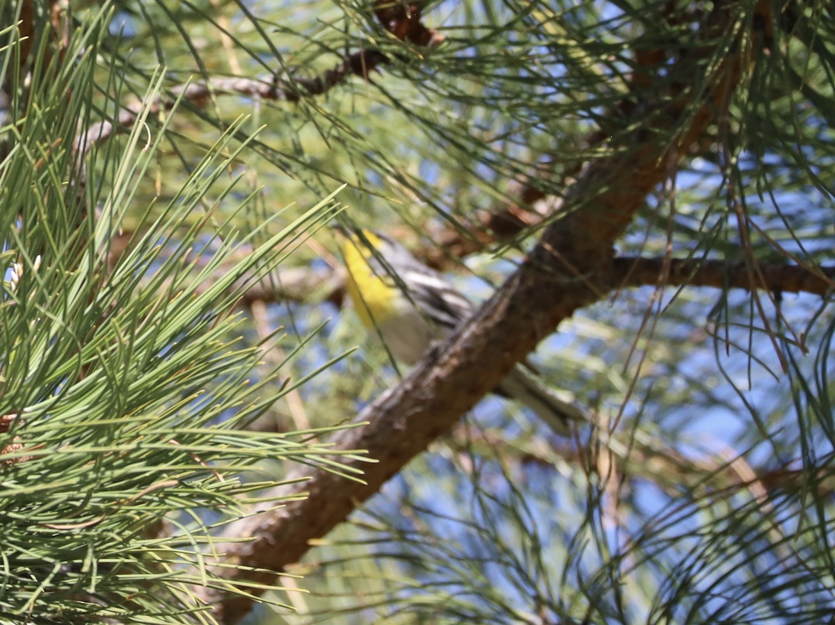 Grace's Warbler - Mohini Rawool-Sullivan