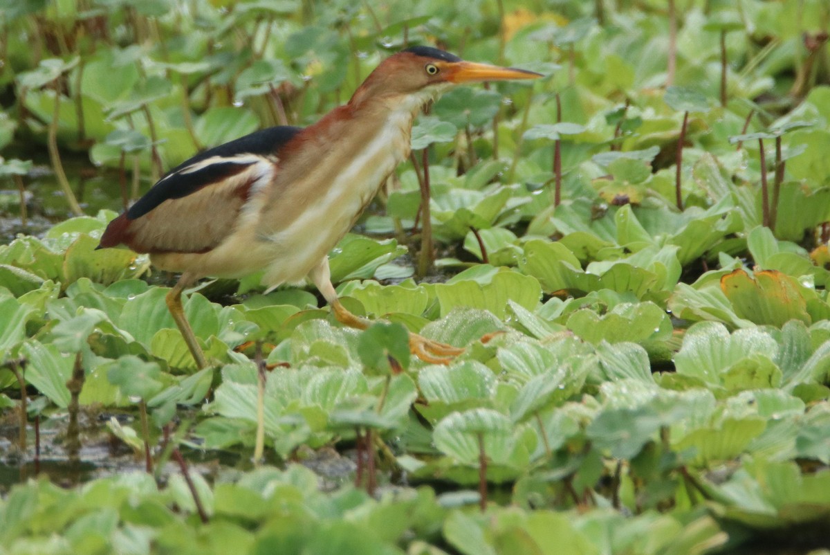 Least Bittern - ML619298628