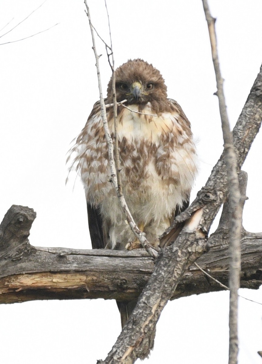 Broad-winged Hawk - Josh Bruening