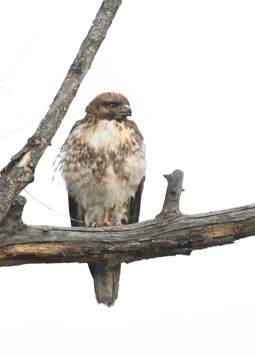 Broad-winged Hawk - Josh Bruening