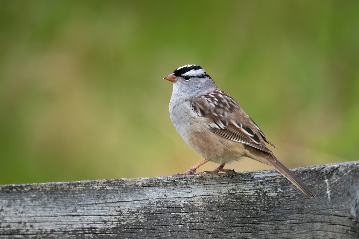 White-crowned Sparrow - Adam Jackson