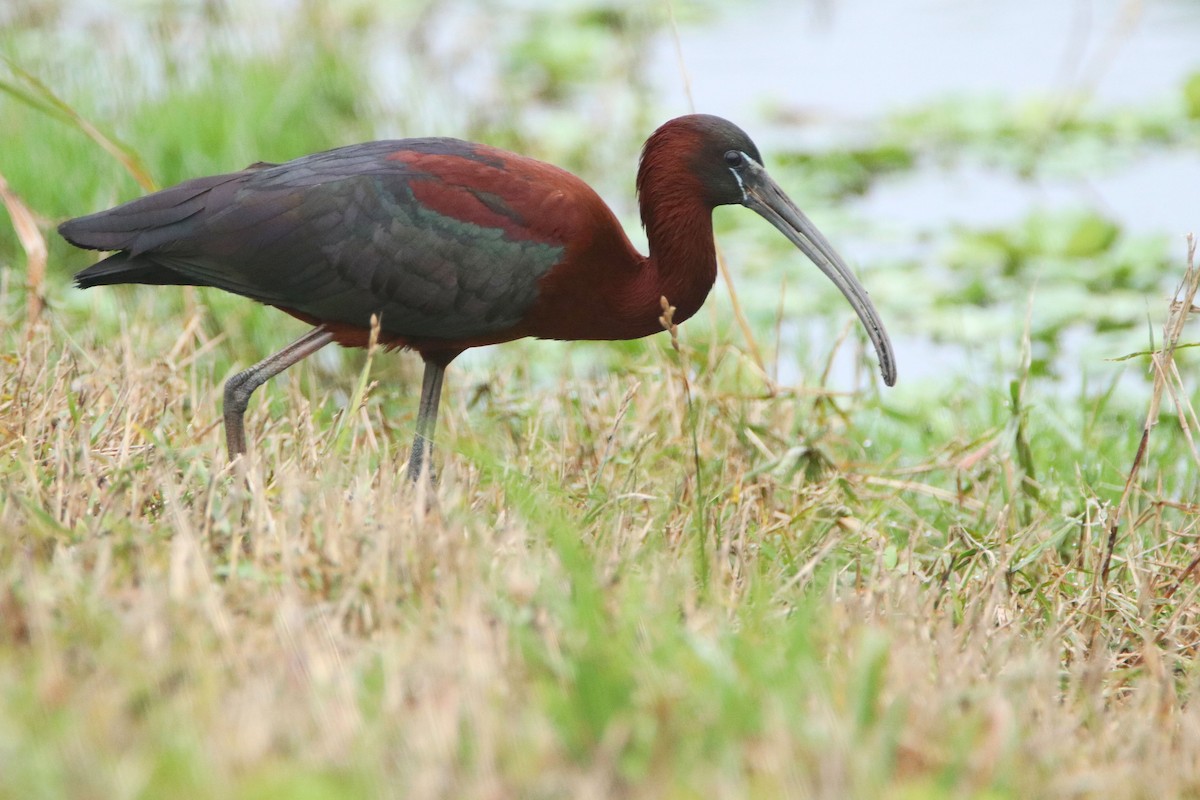 Glossy Ibis - ML619298640