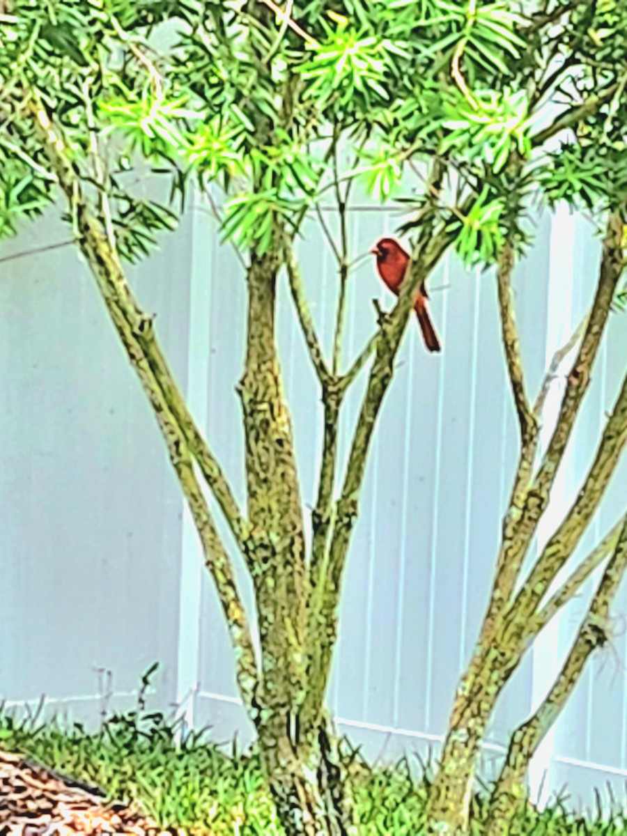 Northern Cardinal - Jennifer Pagliaro