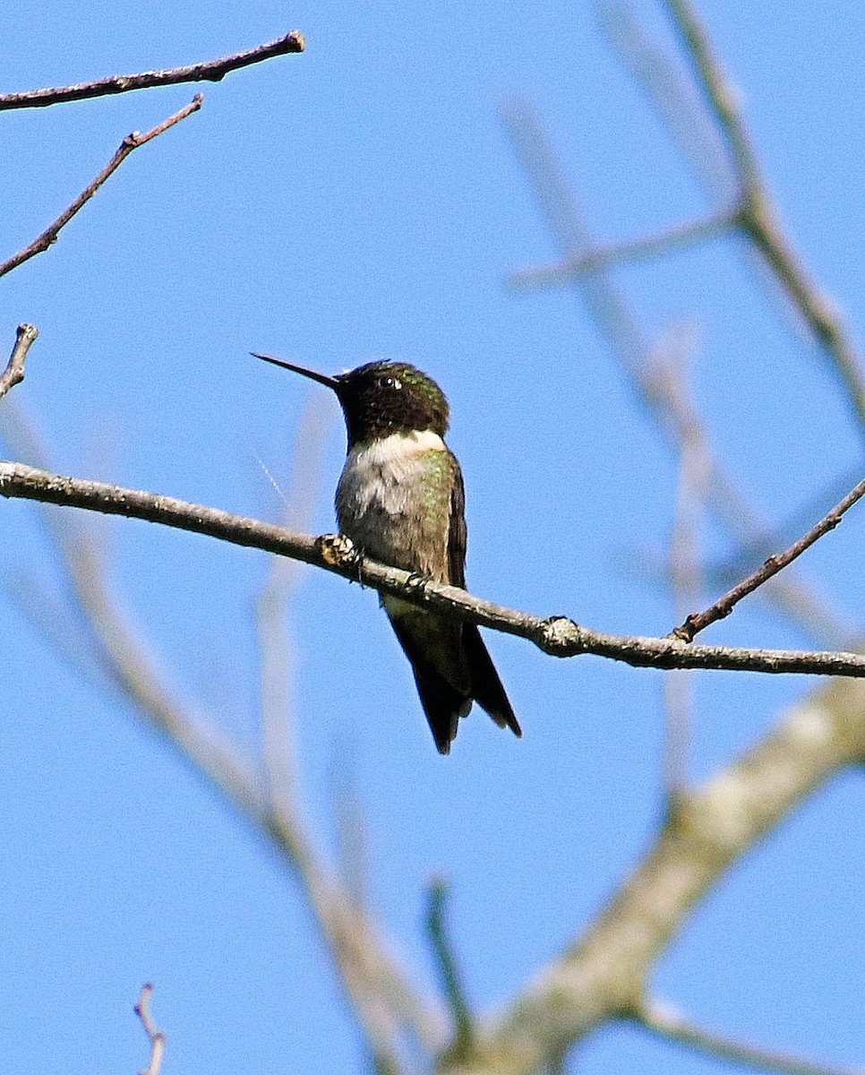 Ruby-throated Hummingbird - John  Cameron