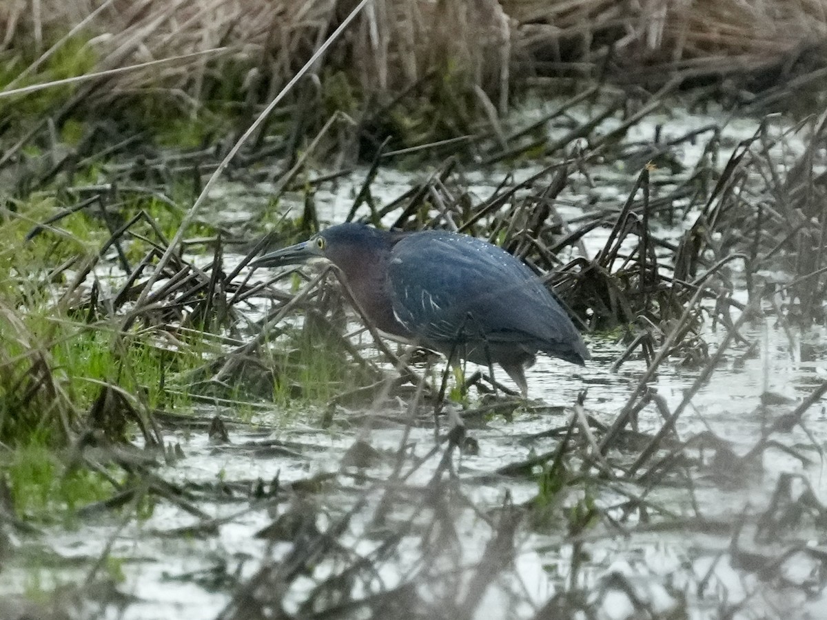 Green Heron - Tami Reece