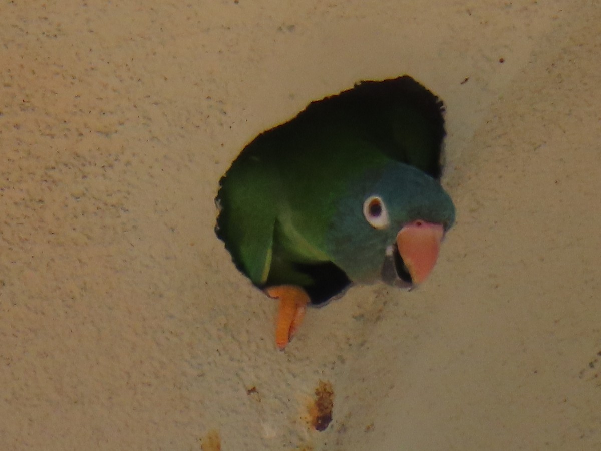 Blue-crowned Parakeet - Jim Howe