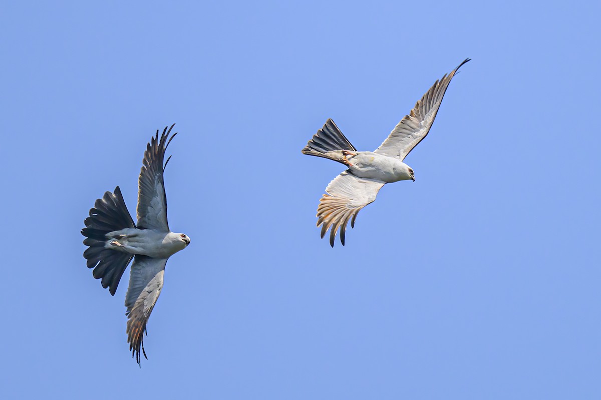 Mississippi Kite - Janet Hix