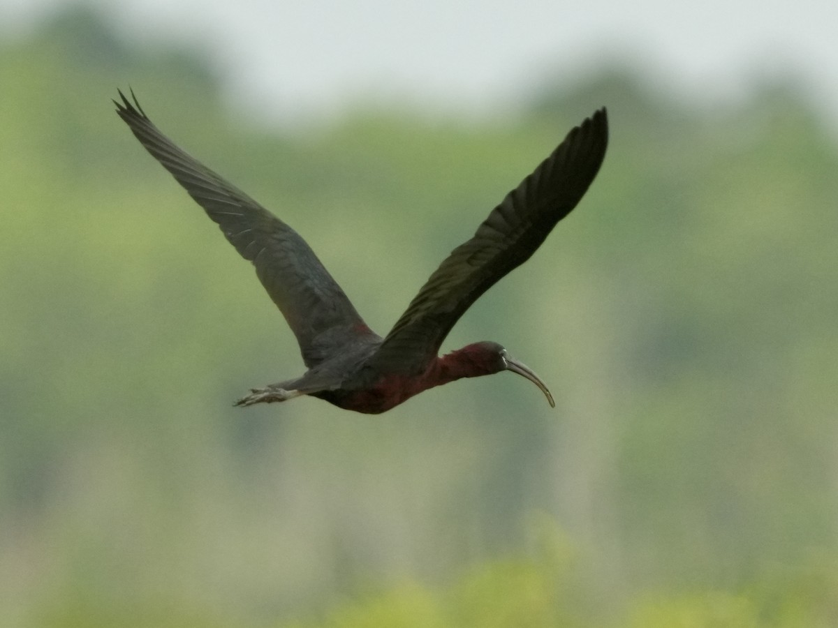 Glossy Ibis - ML619298682