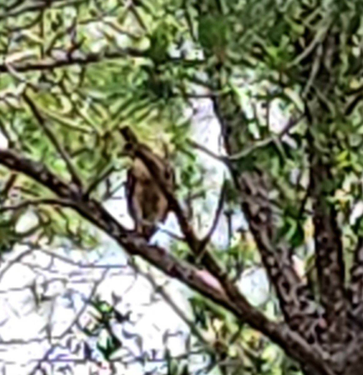 Red-shouldered Hawk - Jennifer Pagliaro