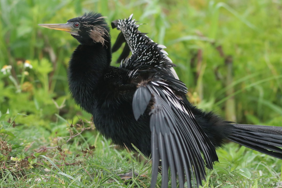 Anhinga - ML619298686