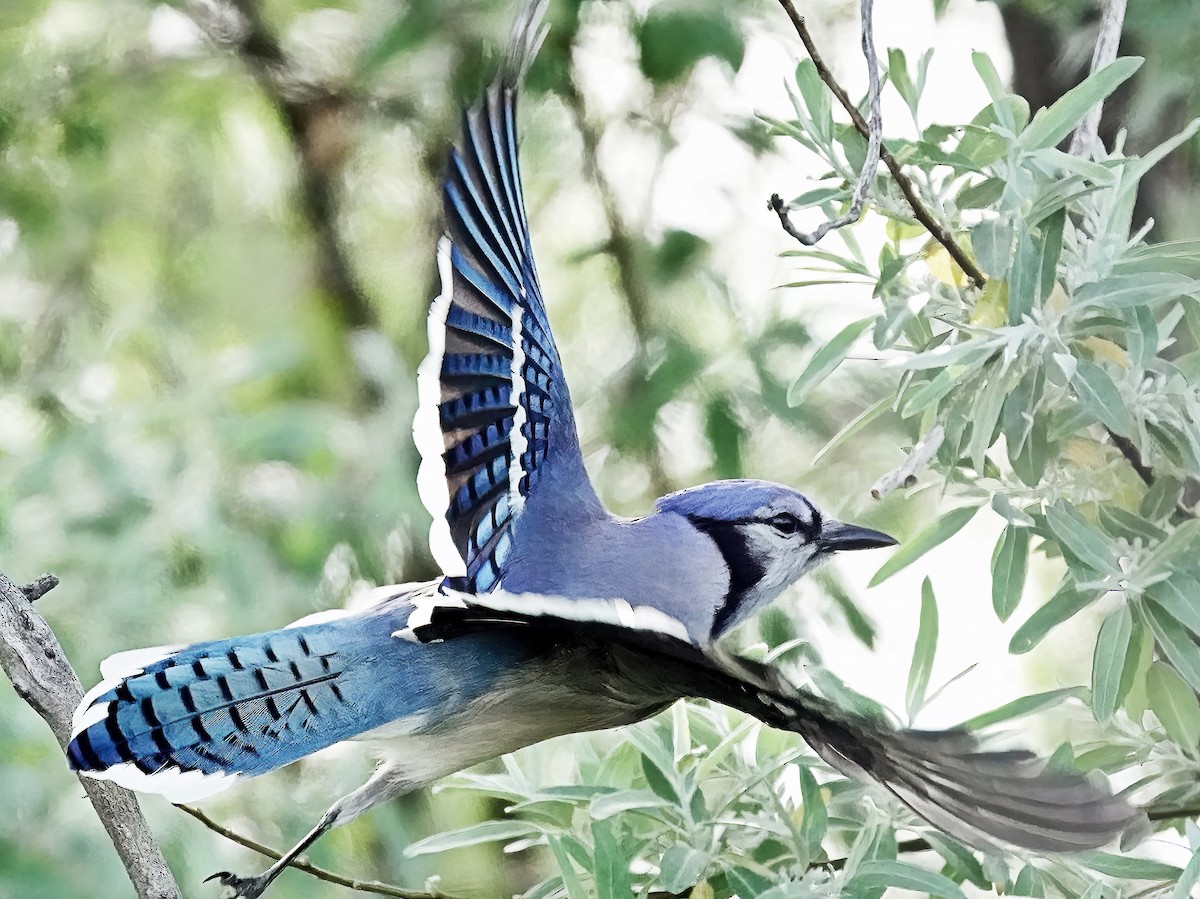 Blue Jay - Jim Ward