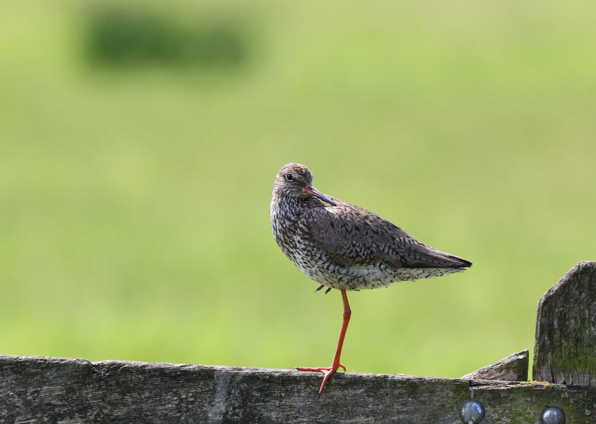 Common Redshank - Sandeep Channappa