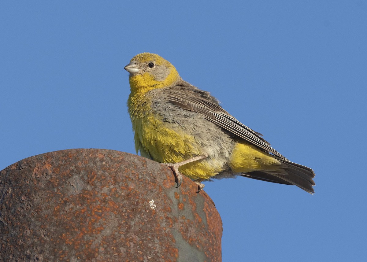 Bright-rumped Yellow-Finch - ML619298714