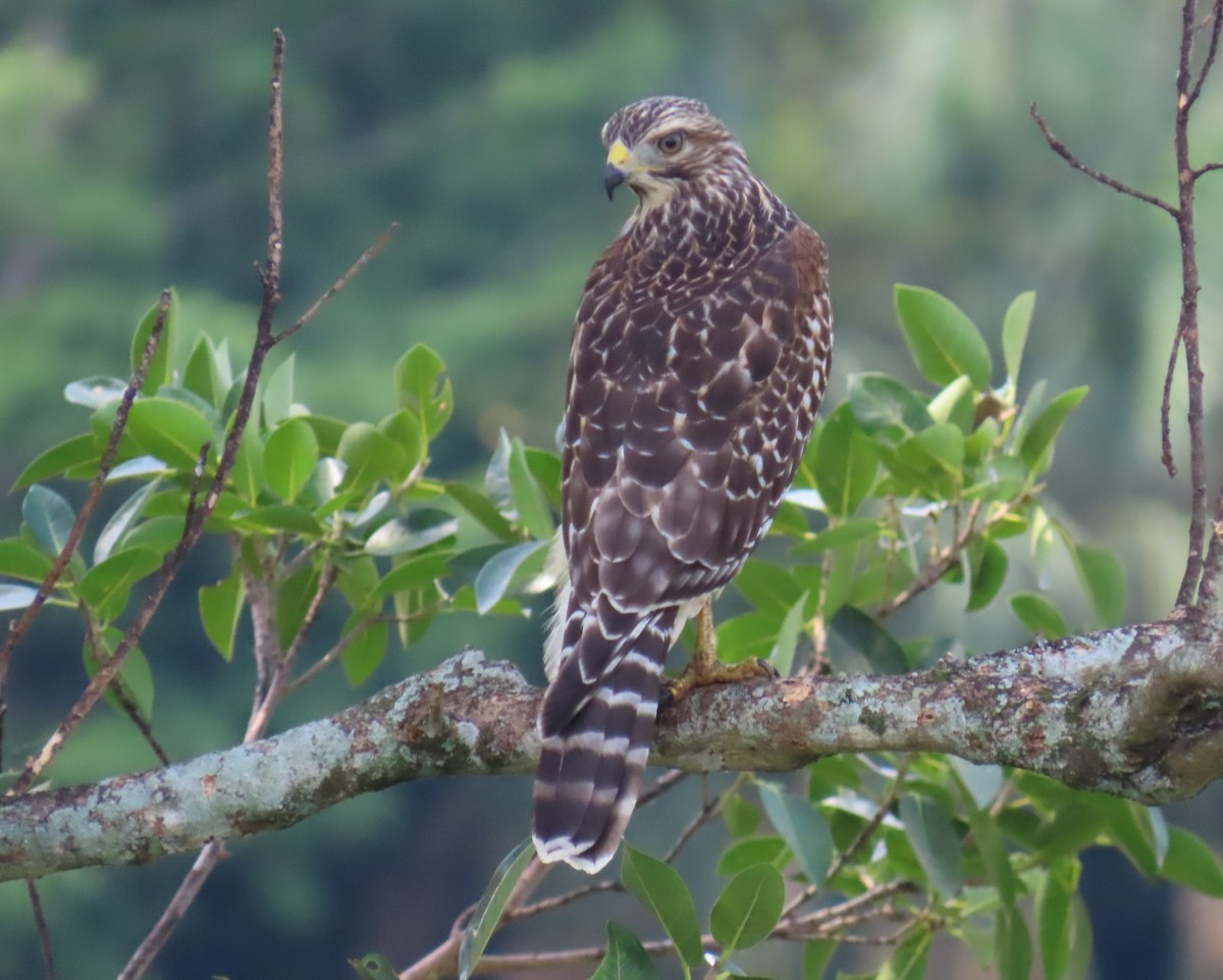 Red-shouldered Hawk - Laurie Witkin