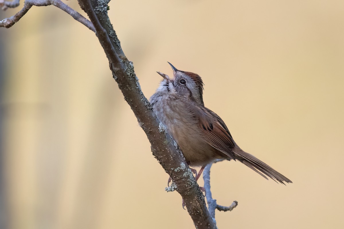 Swamp Sparrow - Adam Jackson