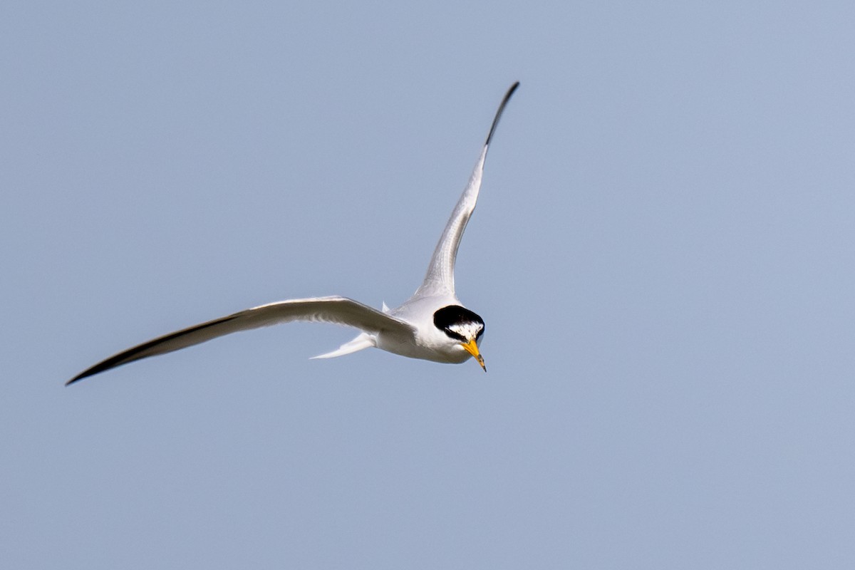 Little Tern - Holger Köhler