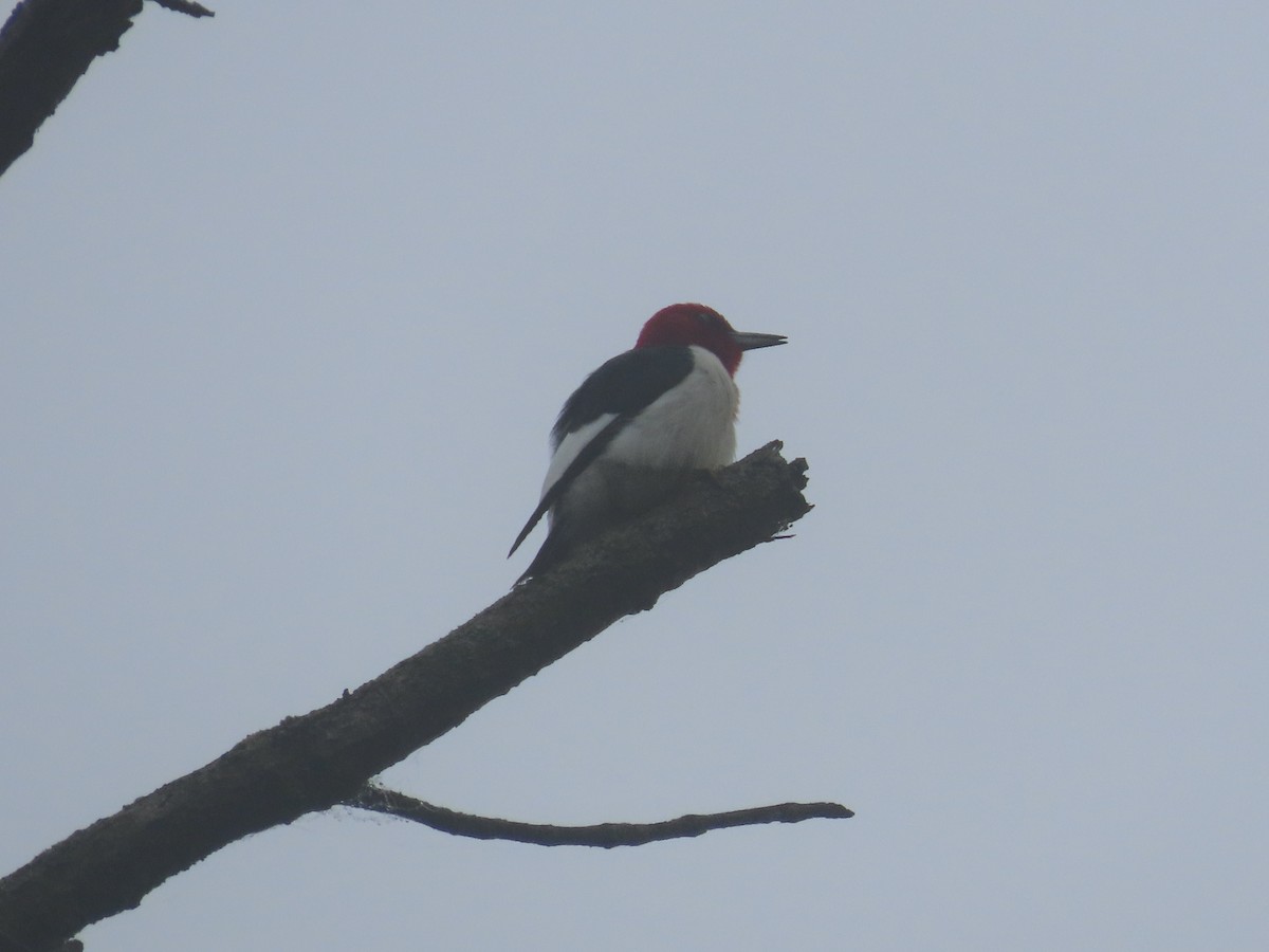 Red-headed Woodpecker - Christopher Hollister