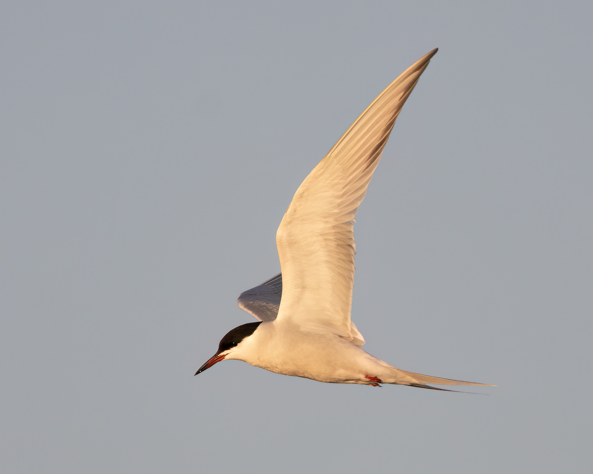 Common Tern - ML619298744