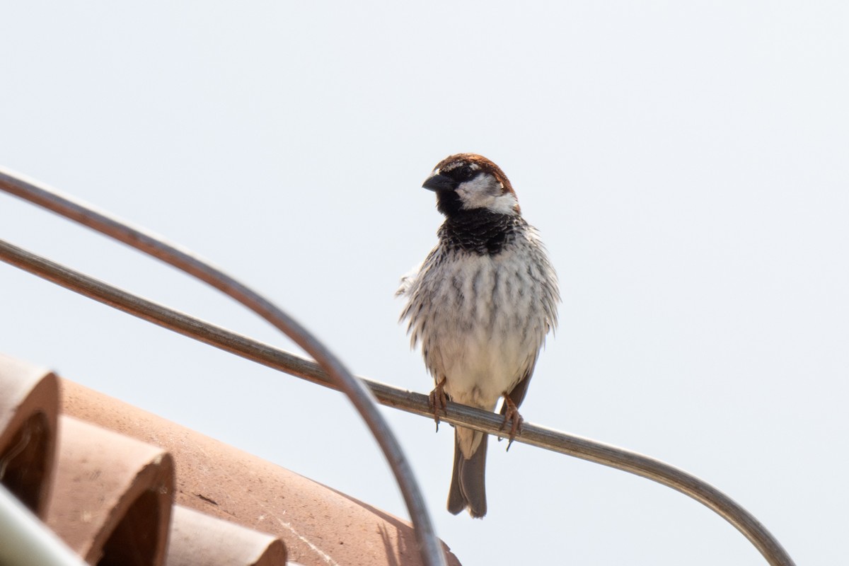 Spanish Sparrow - Holger Köhler