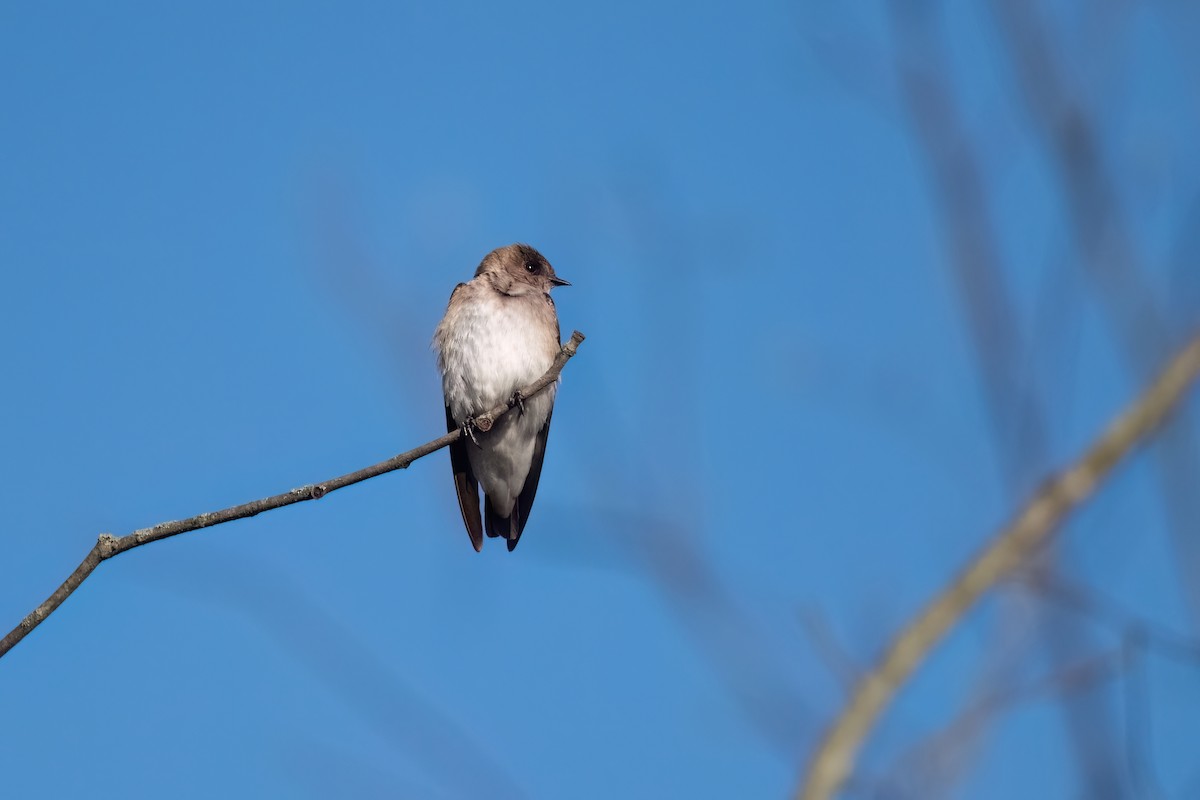 Northern Rough-winged Swallow - Adam Jackson