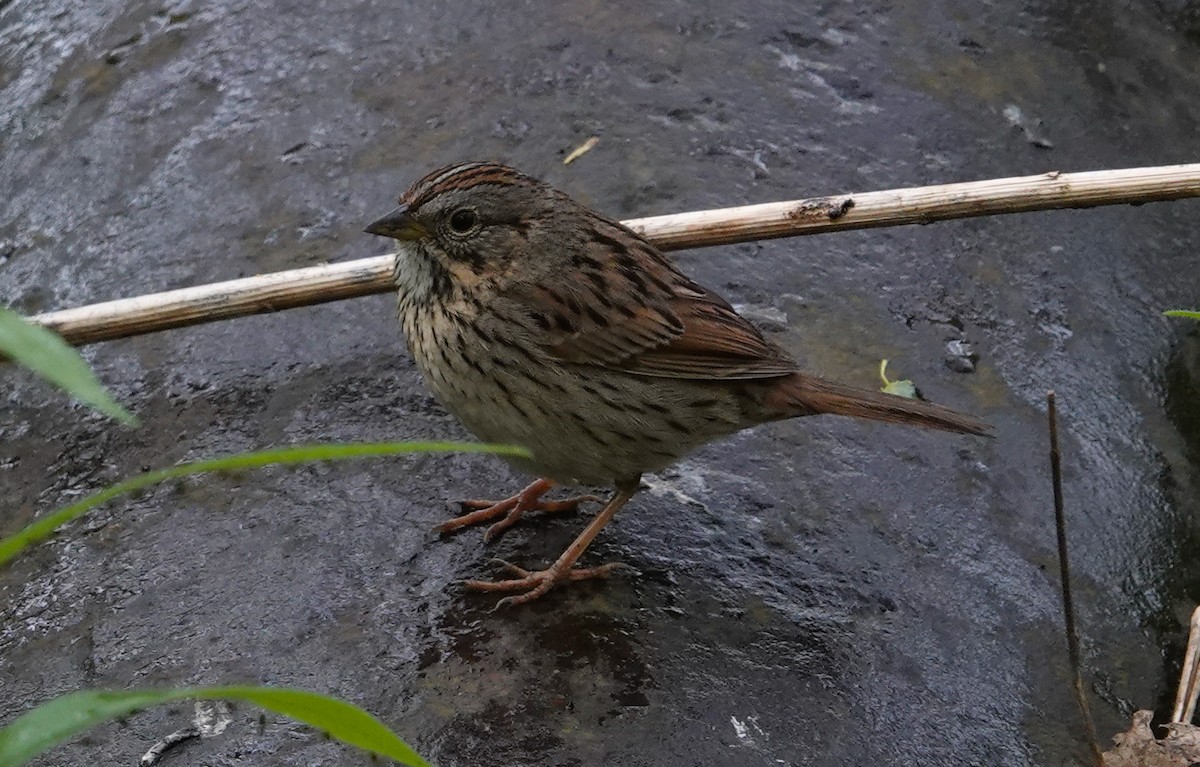 Lincoln's Sparrow - Paul Prior