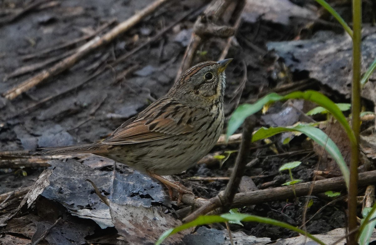 Lincoln's Sparrow - Paul Prior