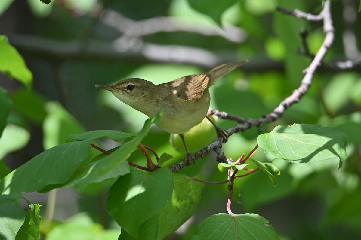 Blyth's Reed Warbler - Kenzhegul Qanatbek