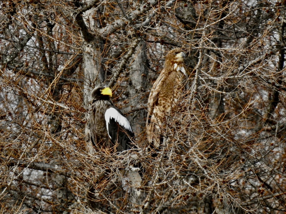 Steller's Sea-Eagle - Craig Jackson