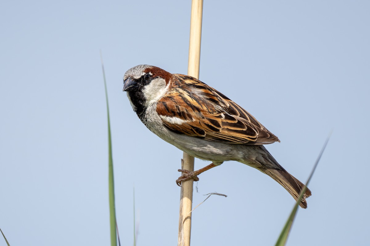 House Sparrow - Holger Köhler