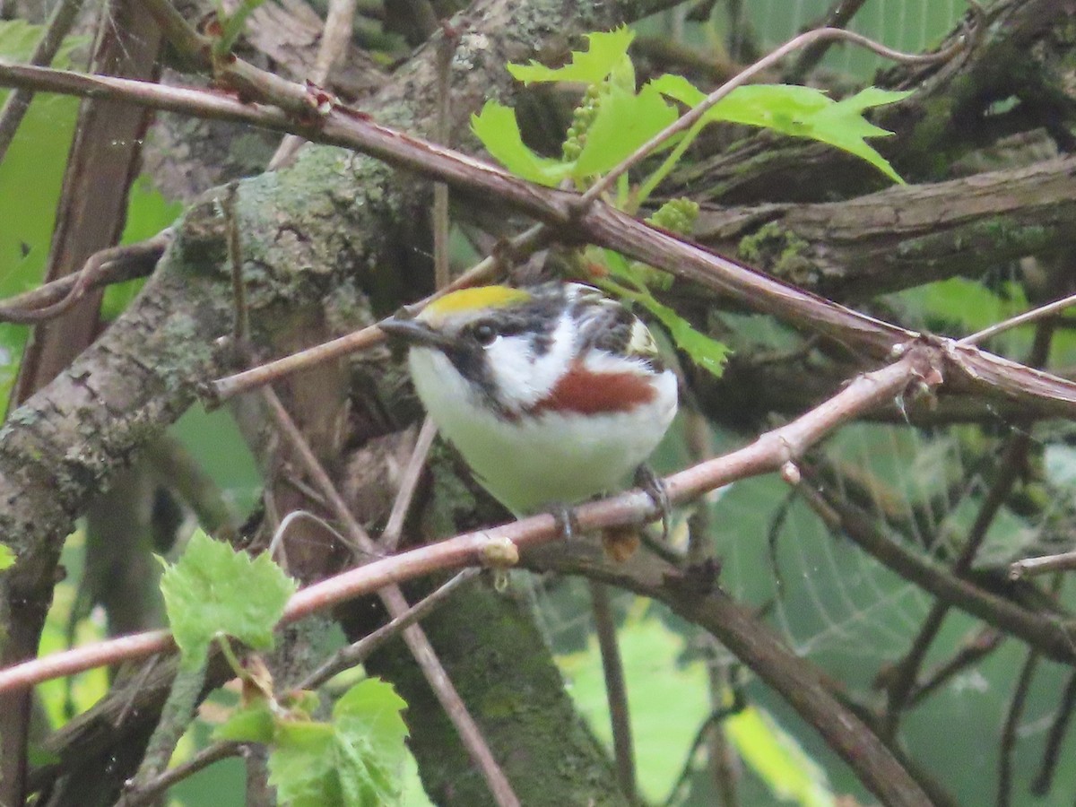 Chestnut-sided Warbler - Christopher Hollister