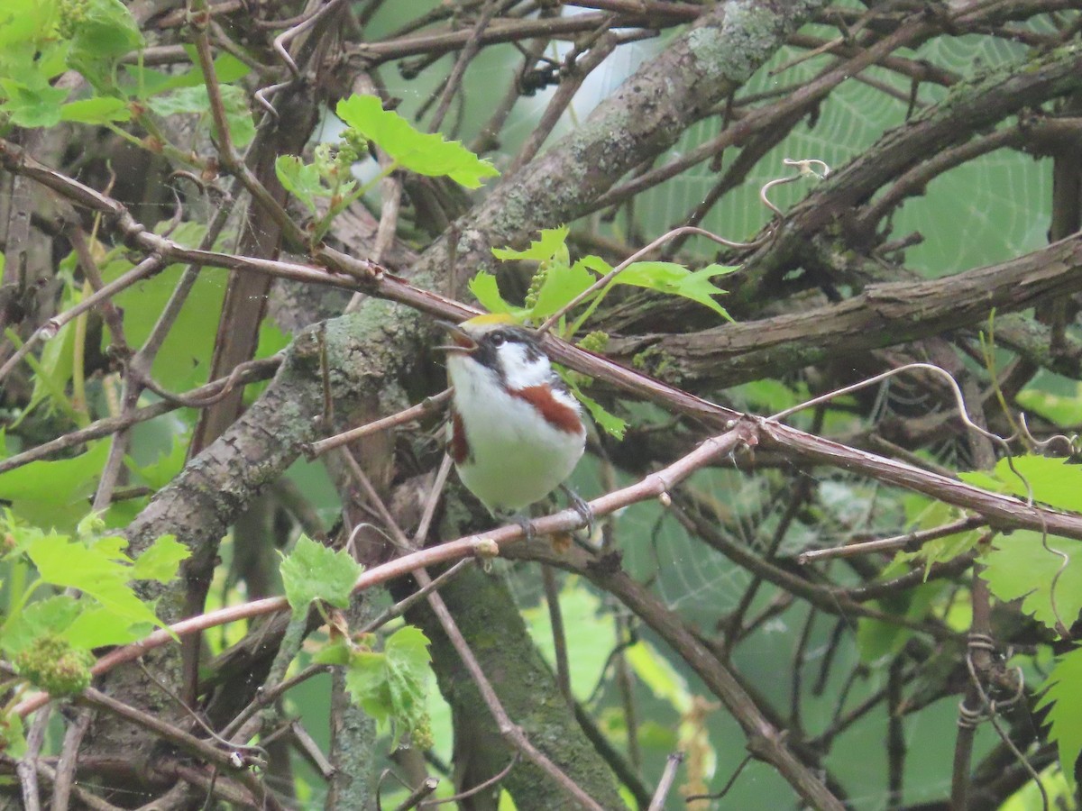 Chestnut-sided Warbler - Christopher Hollister