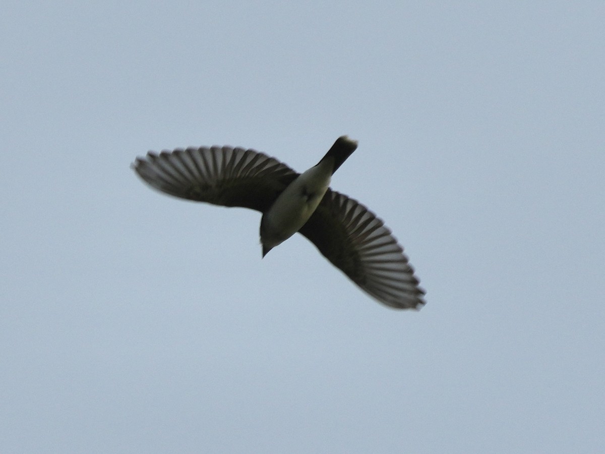 Eastern Kingbird - ML619298764