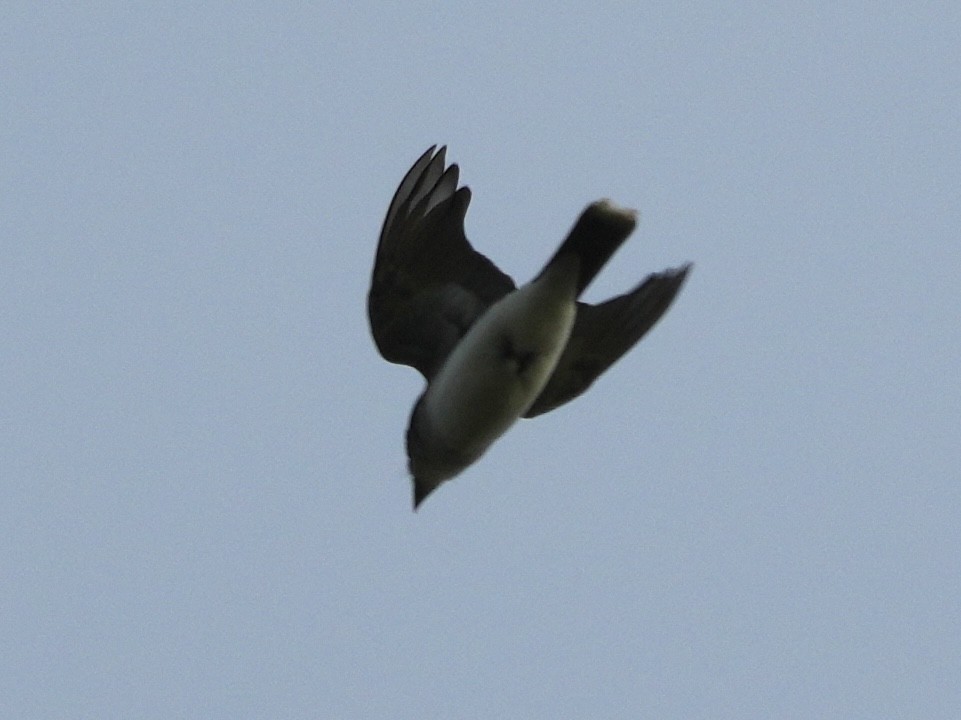 Eastern Kingbird - ML619298765