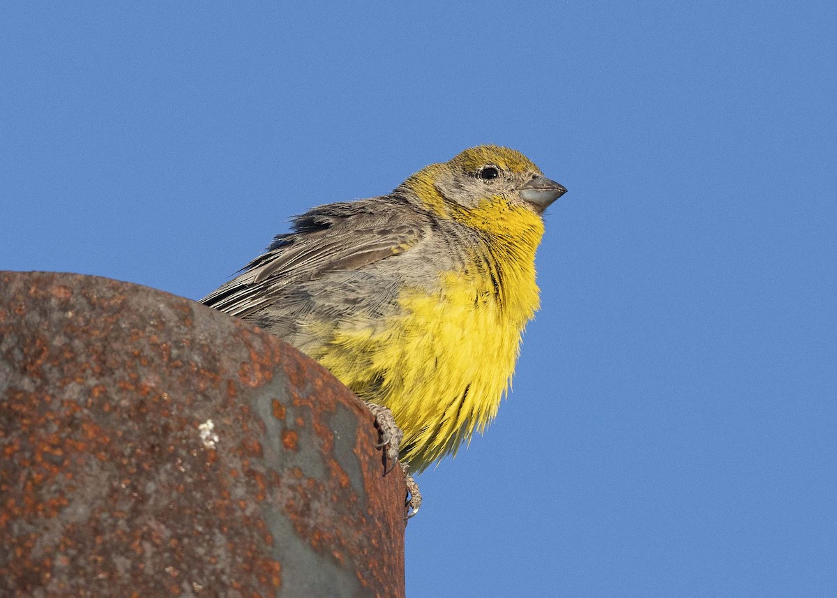 Bright-rumped Yellow-Finch - ML619298770