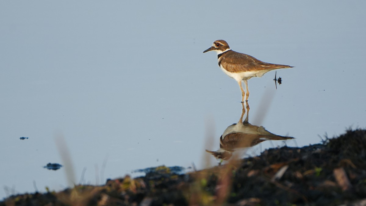 Killdeer - Tuly  Datena