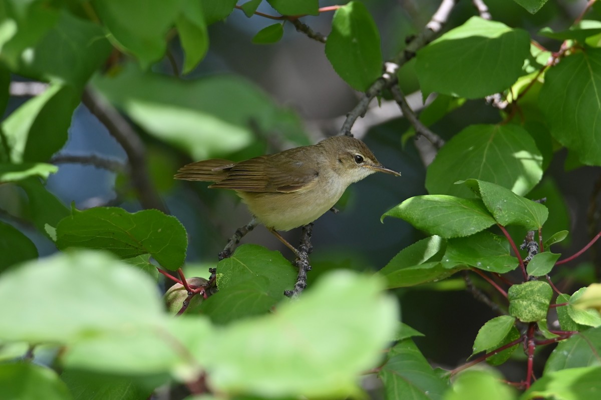 Blyth's Reed Warbler - Kenzhegul Qanatbek