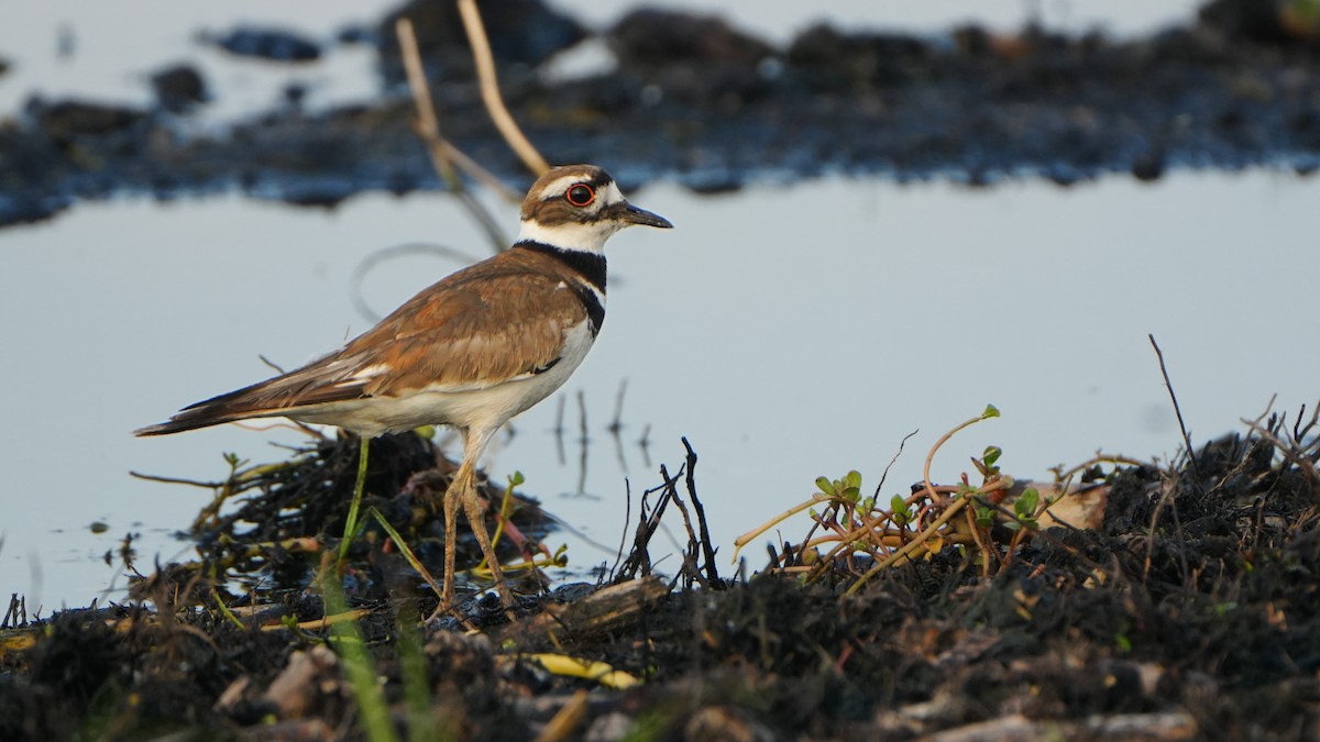 Killdeer - Tuly  Datena