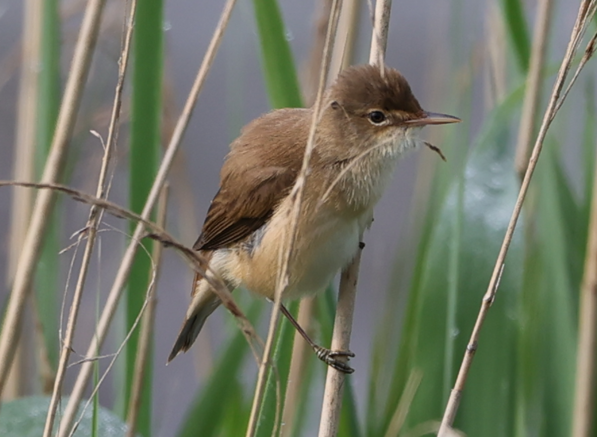 Common Reed Warbler - ML619298795