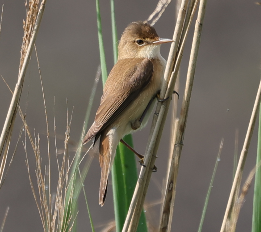 Common Reed Warbler - ML619298796