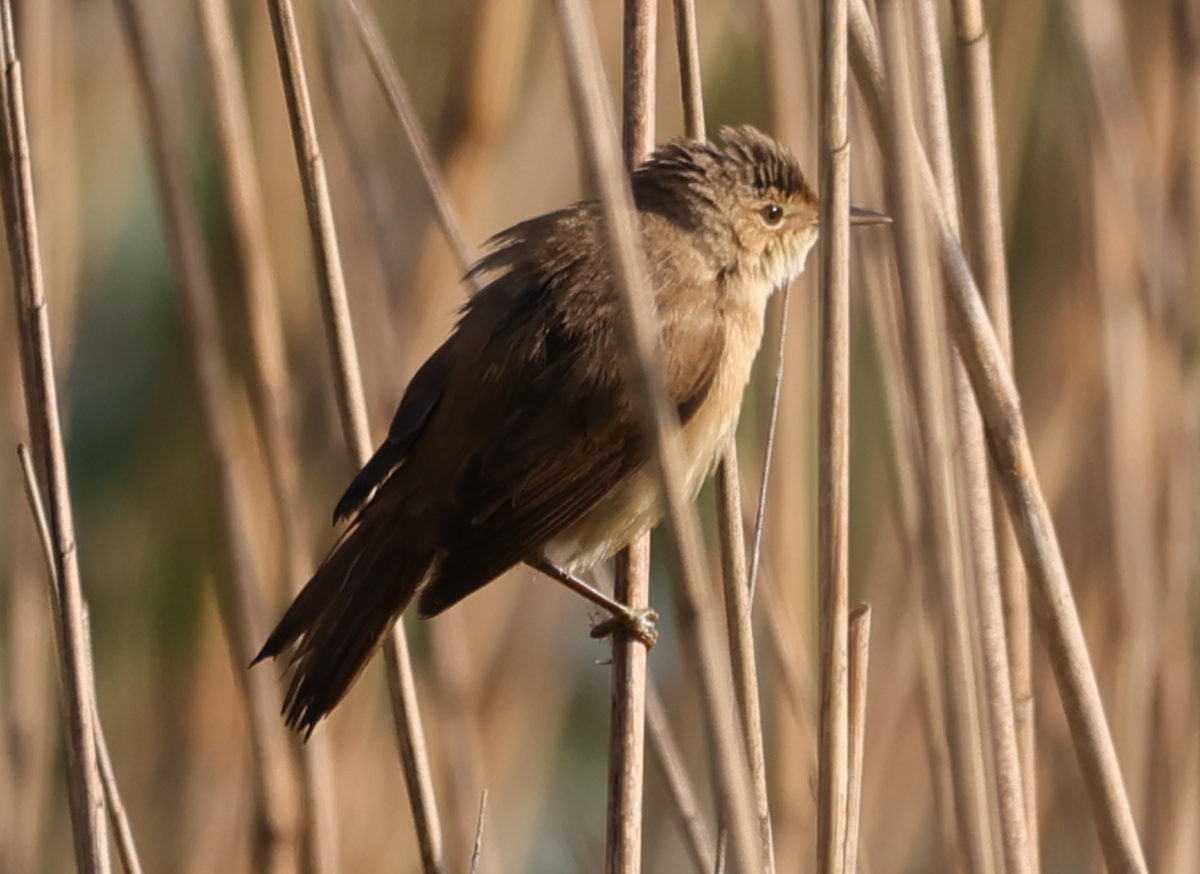 Common Reed Warbler - Sandeep Channappa