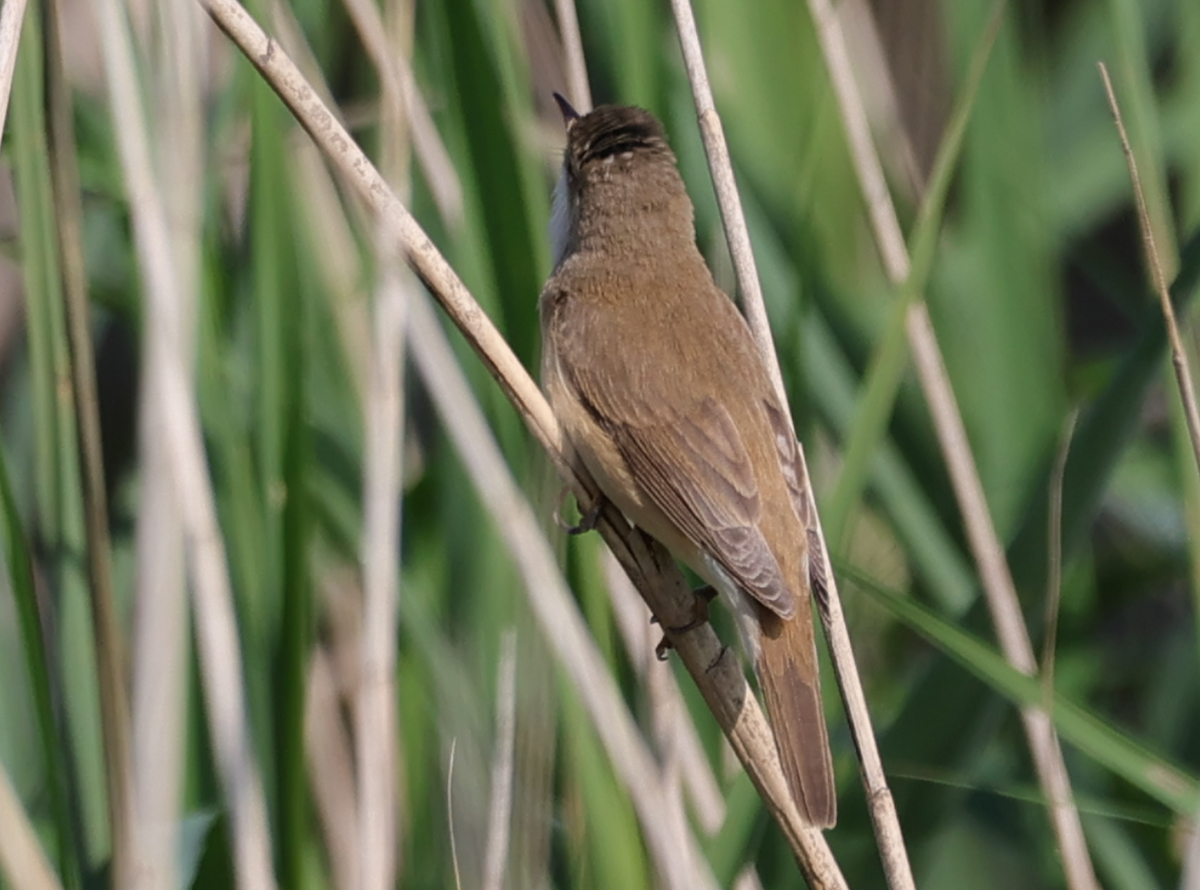 Common Reed Warbler - ML619298799