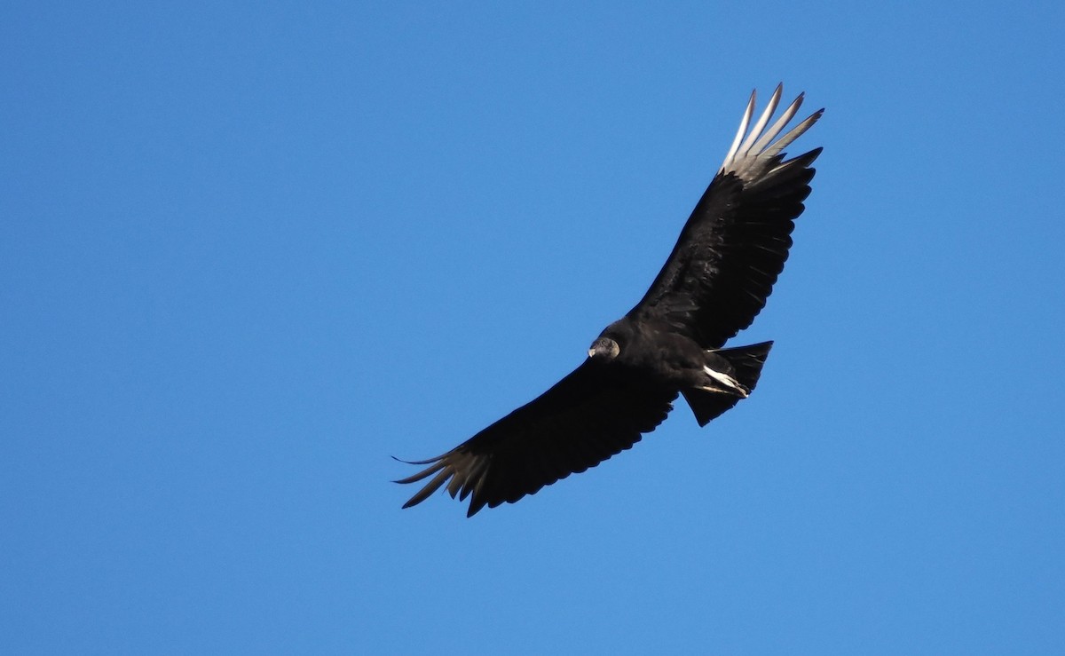 Black Vulture - ML619298800