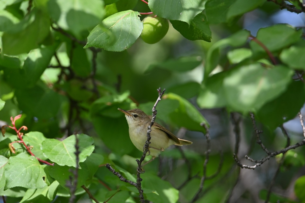 Blyth's Reed Warbler - Kenzhegul Qanatbek