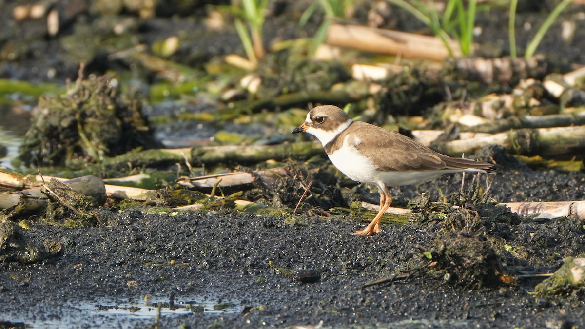 Semipalmated Plover - Tuly  Datena