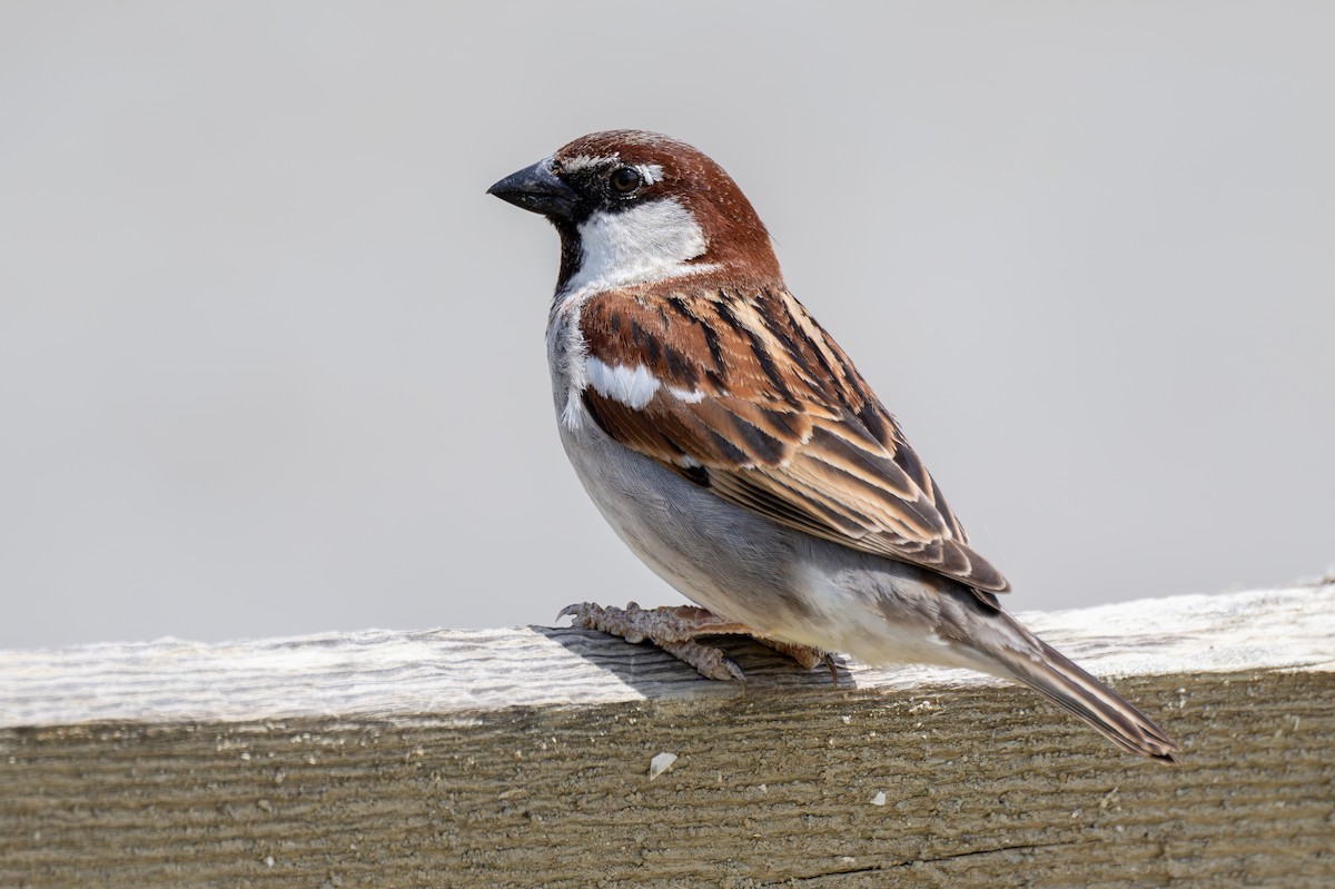 House x Italian Sparrow (hybrid) - Holger Köhler