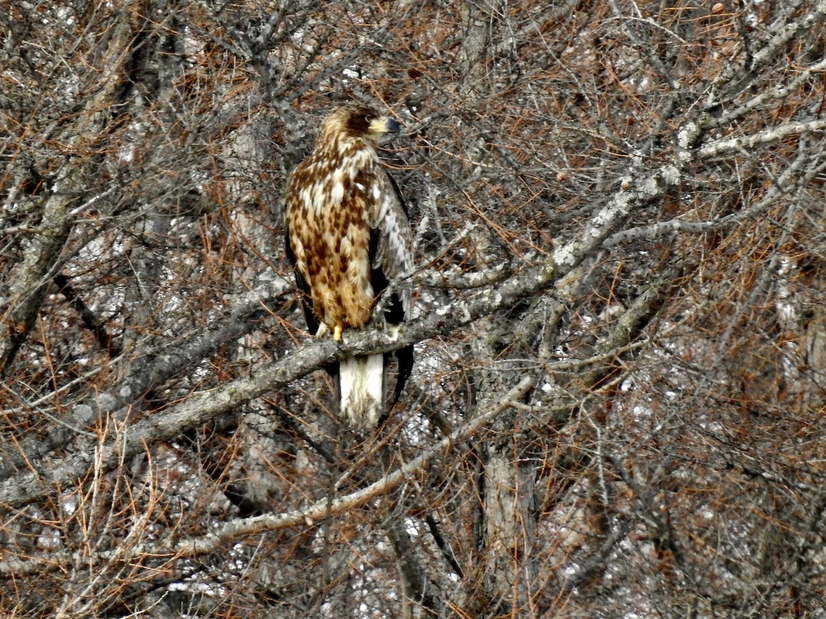 Steller's Sea-Eagle - ML619298821